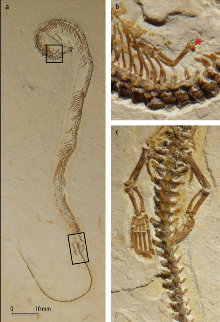 Crédits : Helmut Tischlinger/ University of Portsmouth

Retrouvé par hasard au musée Bürgermeister-Müller de Solnhofen en Allemagne, ce fossile, provenant du Brésil et daté de quelque 115 millions d’années, est le premier serpent fossile à quatre pattes. En a, corps complet de Tetrapodophis amplectus montrant la position des membres antérieurs et postérieurs (encadrés en noir) ; le crâne est surtout visible sur la contre-empreinte du spécimen (non illustrée ici). En b, détail du membre antérieur qui est désolidarisé du corps puisque l’astérisque rouge indique la tête de l’humérus. En c, membres postérieurs plus développés et restés articulés au bassin.