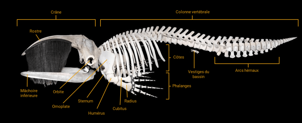 Les pattes avant des ancêtres terrestres se sont beaucoup raccourcies et transformées en nageoires pectorales. Les os ne sont plus articulés et ne permettent aucun mouvement. Leur seul point d’articulation est l’épaule. Ces nageoires servent de stabilisateur et de gouvernail. Sous la peau se trouvent cinq doigts pour les baleines à dents et les baleines franches, quatre pour les rorquals: certains sont très longs, avec beaucoup plus de phalanges que chez les mammifères terrestres. Les os de la main sont noyés dans un tissu fibreux, rigide et résistant et n’apparaissent pas à la surface de la peau. Les membres arrière ont disparu chez les baleines. Du bassin subsistent deux petits os flottants qui servent d’armature aux organes génitaux chez le mâle et de point d’attache pour les muscles rétracteurs du pénis.