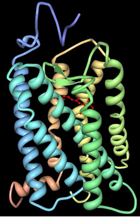 Structure spatiale de la rhodopsine bovine.