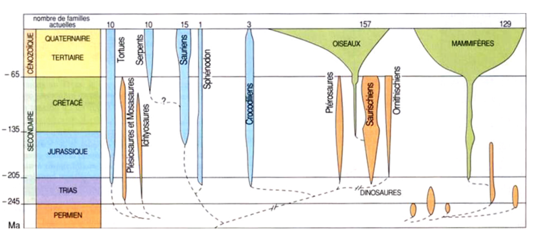 Evolution comparée de l'ancien groupe des reptiles (bleu et orange), du groupe des oiseaux et de celui des mammifères (vert). La largeur de chaque diagramme correspond à la variation du nombre de familles du groupe.